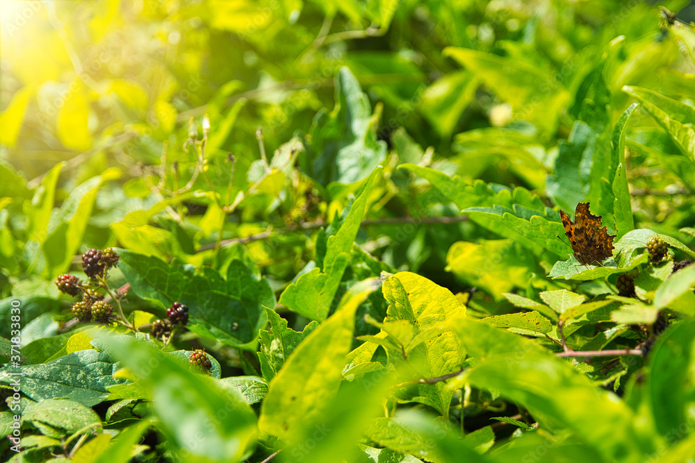 A butterfly on a mulberry tree, with black and red berries A butterfly on a mulberry tree, with black and red berries