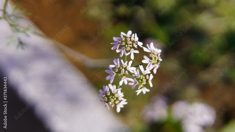 forget me not flower forget me not flower
