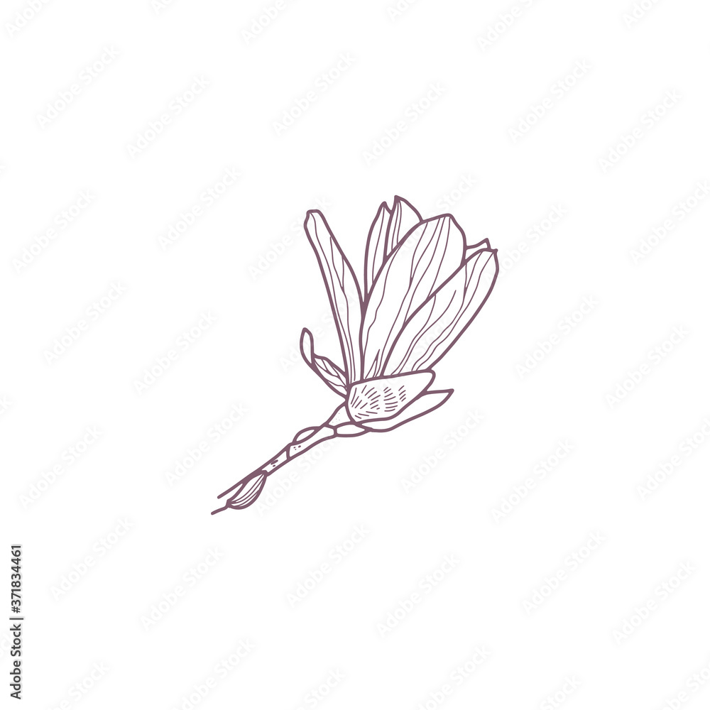 Hand drawn magnolia flowers for greeting or wedding card