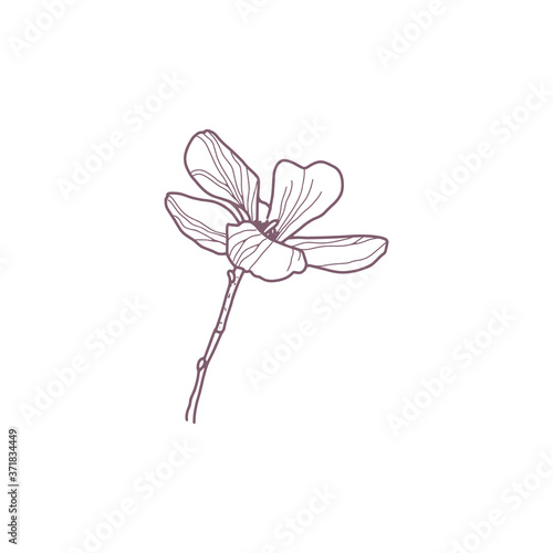 Hand drawn magnolia flowers for greeting or wedding card