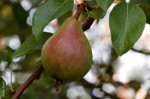 Common Pear 05