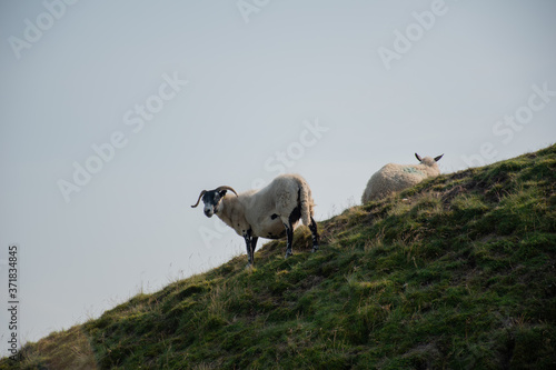 Sheep on a Hill Side