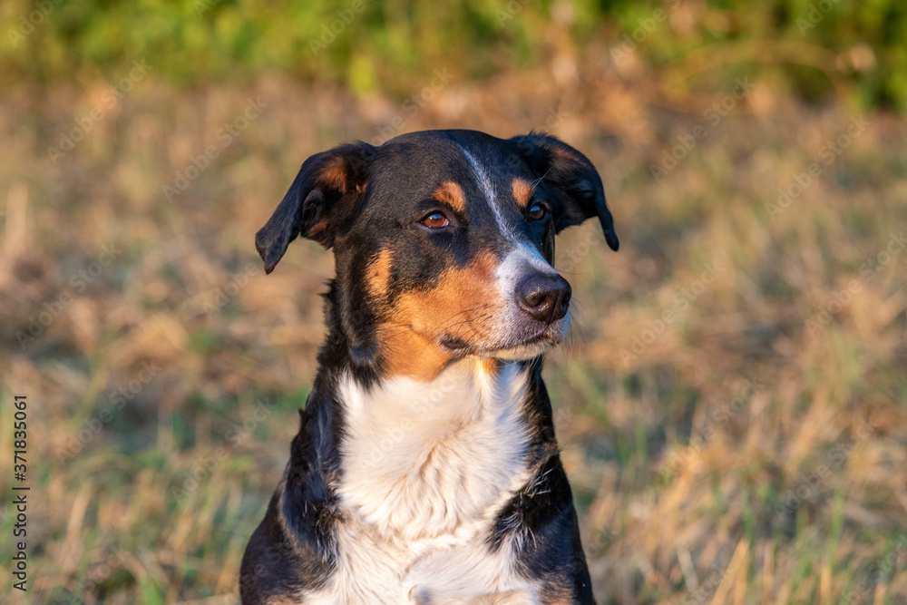 Portrait of appenzeller sennenhund, dog in autumn Portrait of appenzeller sennenhund, dog in autumn