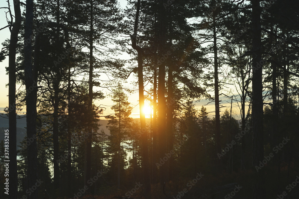 Sunset through branches of trees Sunset through branches of trees