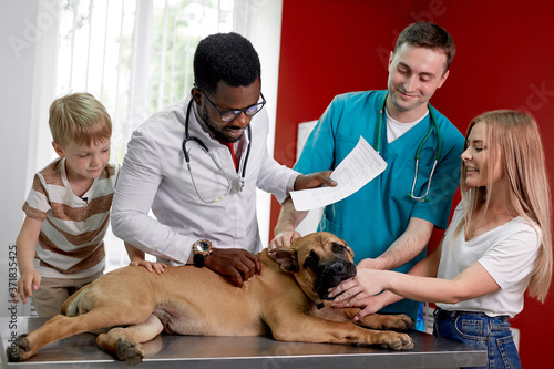 adorable dog at vet office on medical checkup by professional vet doctor, doctor helps dog in modern hospital. concept of vet