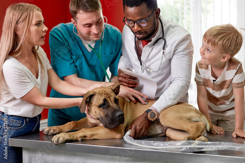 two vets examining the dog in cabinet, african and caucasian professional doctors discuss pathologies, diseases and are going to treat the dog