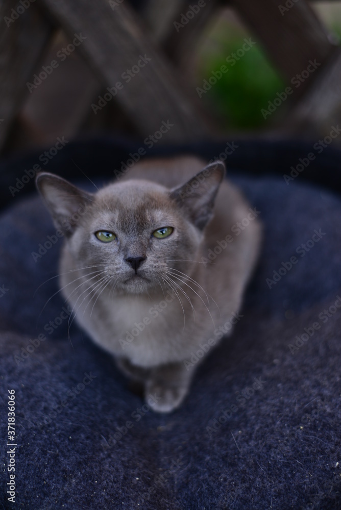 kitten scottish british cat burma munchkin animals
kitten scottish british cat burma munchkin animals