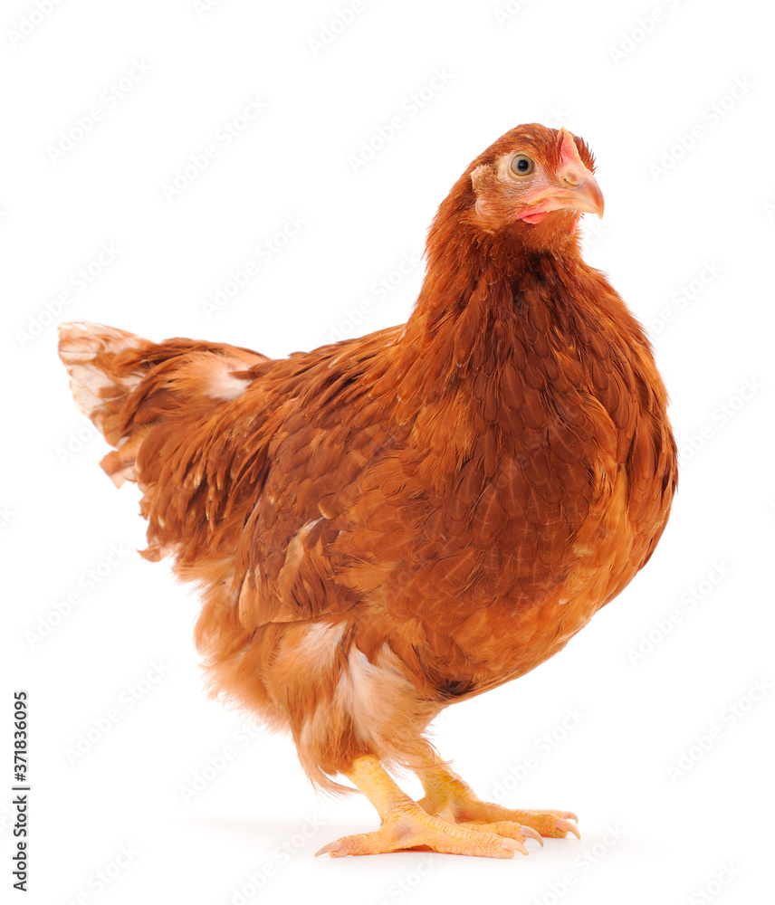 Fototapeta premium Brown hen isolated.