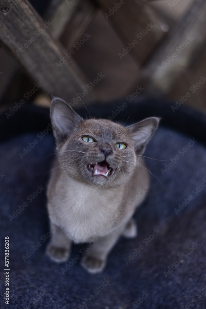 kitten scottish british cat burma munchkin animals
