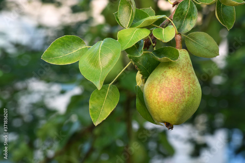 Common Pear 10