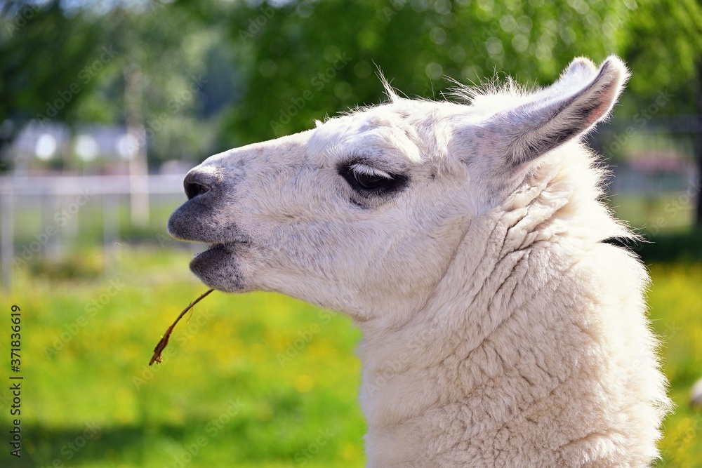 Obraz premium Alpaca portrait in nature zoo
