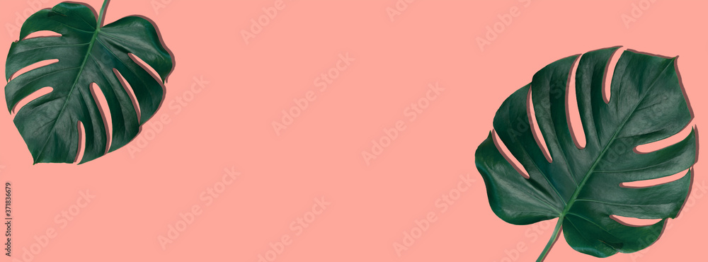 Fototapeta premium Monstera leaves on a pink background, banner.
