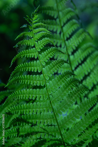 Fern leaves grow in the forest.