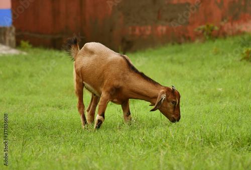 The beautiful goat grazing in the field- india
