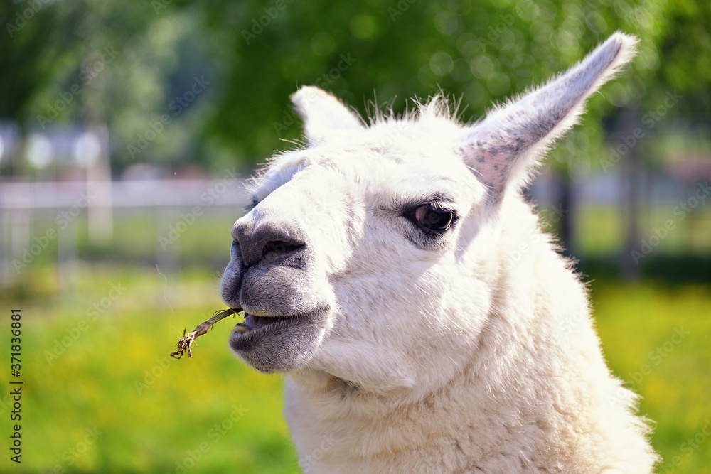 Obraz premium Alpaca portrait in nature zoo