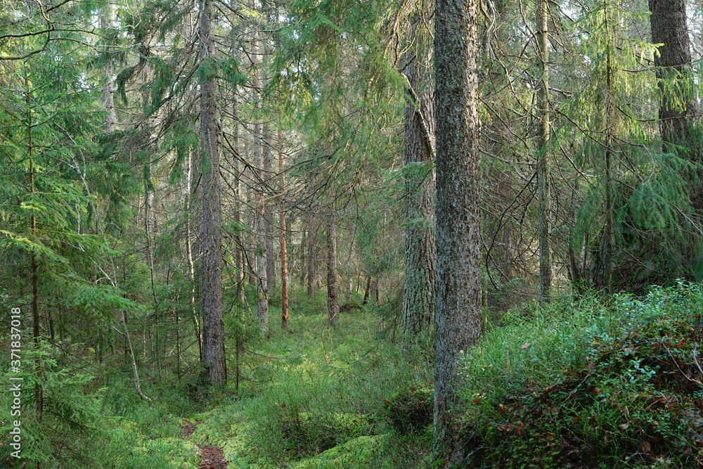 Obraz premium Footpath in forest between trees and plants.