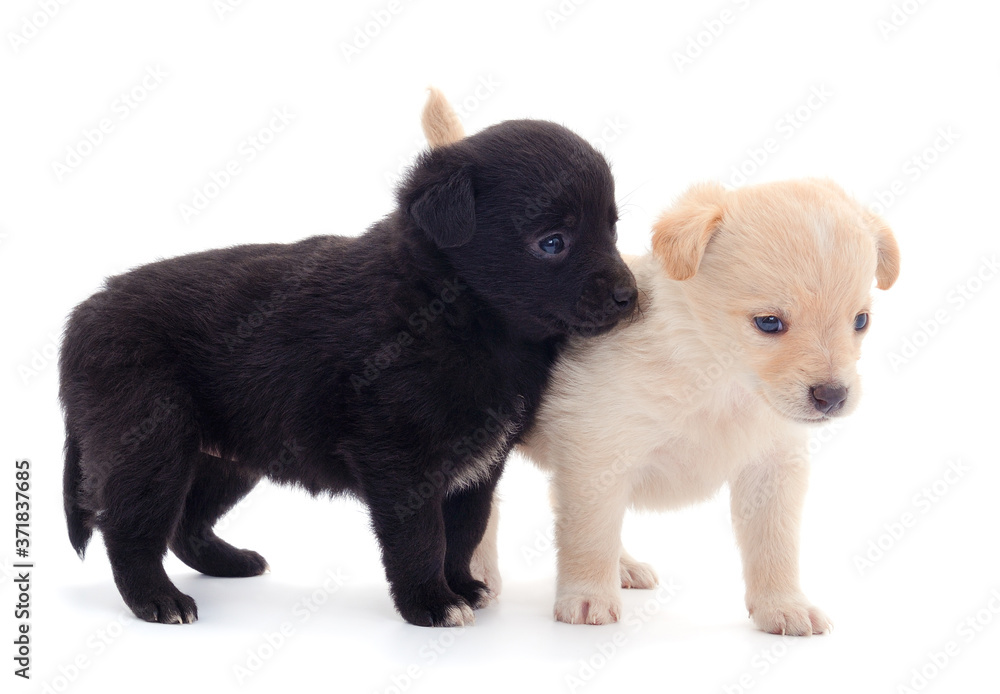 Two little puppies. Two little puppies.