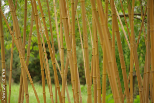 close up of bamboo stems