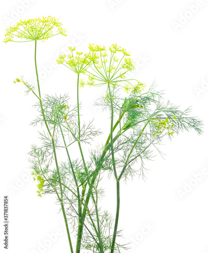 Close up shot of branch of fresh green dill herb leaves.