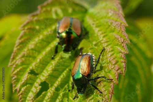 Beetles on a leaf