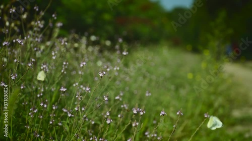 butterflies flying over a field of pink flowers