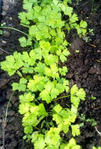 parsley, young juicy parsley shoots on garden bed