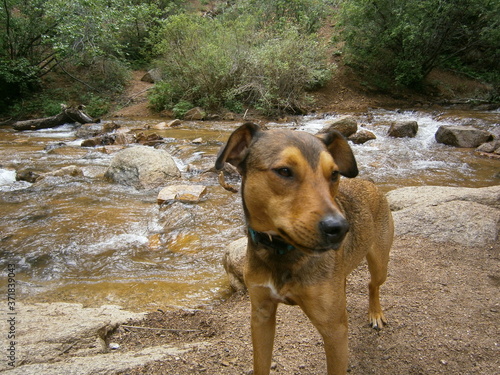 A mountain cur stands near a stream in the Rocky Mountains