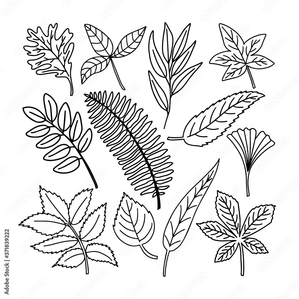 Set of leaves linear art hand drawing. Black leaf lines are tropical and flattering. Vector illustration for decoration.