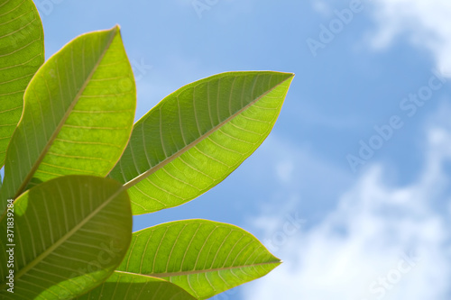 Light green leaves of plumeria, blue sky with white clouds in background. photo