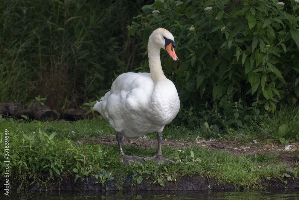 Mute Swan (scientific name Cygnus olor), The Broads, Norfolk, UK Mute Swan (scientific name Cygnus olor), The Broads, Norfolk, UK