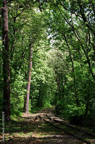 Railroad tracks through the forest