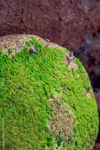 Close view of a rock with algae and shells © Ruben Chase