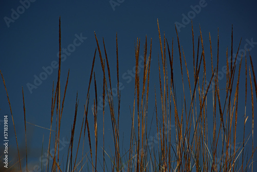 Dry Grass