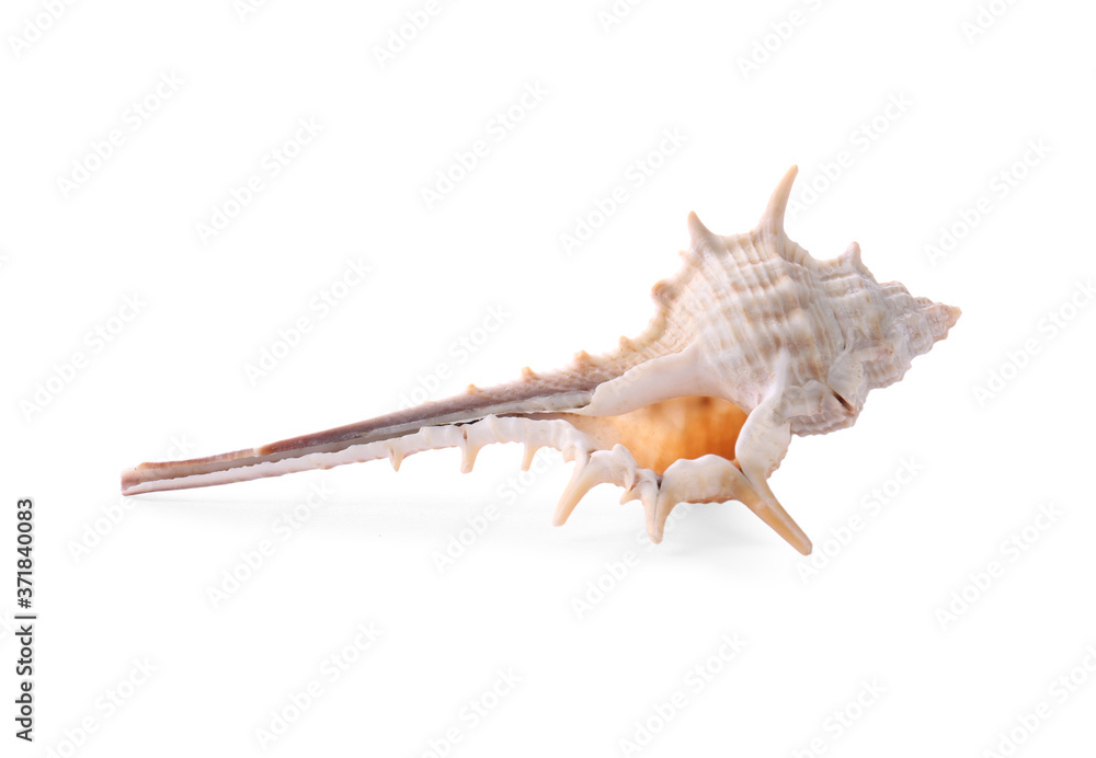 Beautiful exotic sea shell isolated on white Beautiful exotic sea shell isolated on white