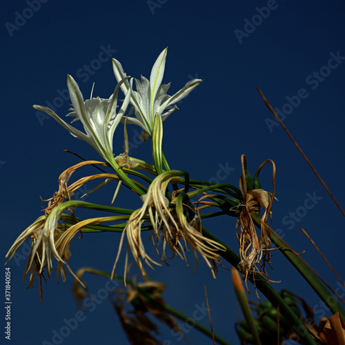 Cretan Lily