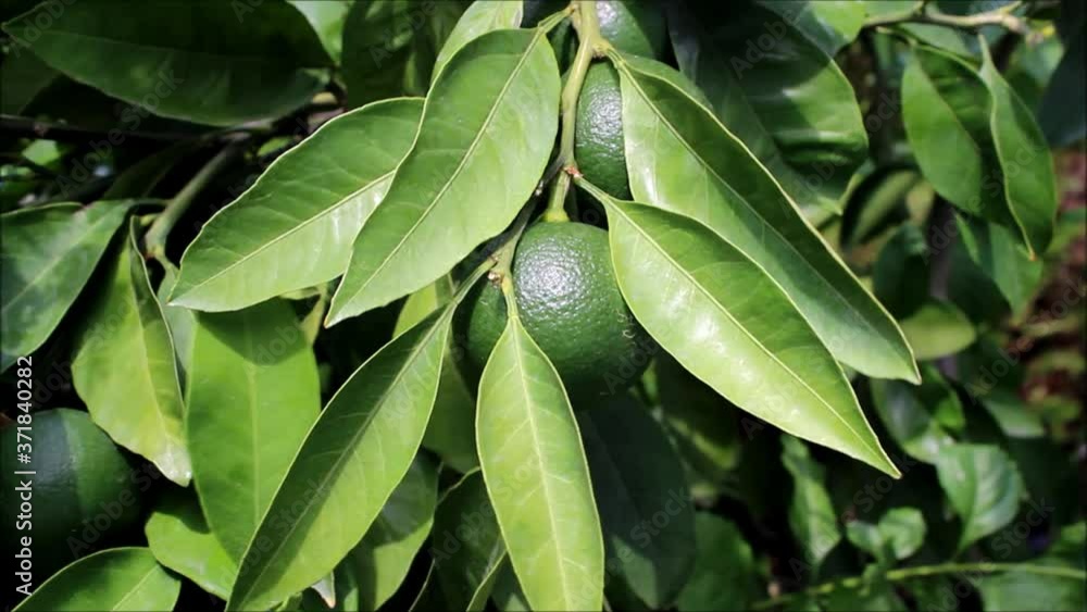 green leaves with fruit of tangerine tree in the garden green leaves with fruit of tangerine tree in the garden