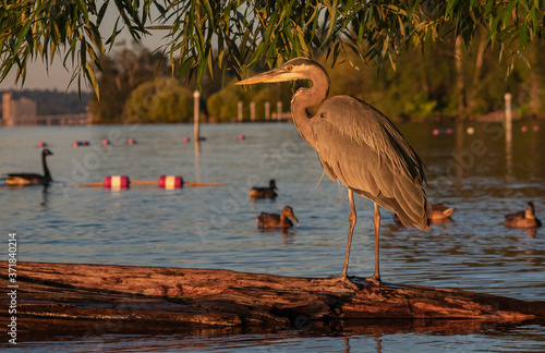 great blue heron