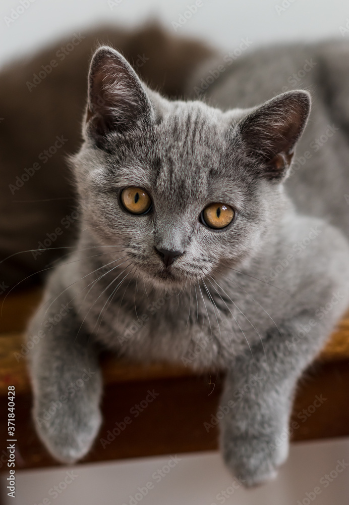 Portrait of cute blue british short hair kitten. Selective  focus. Animal emotions.