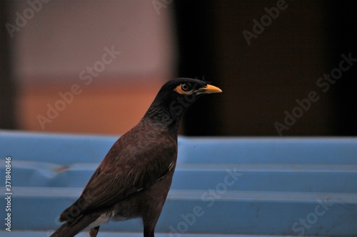 Birds Eye - Pigeon Eye photo