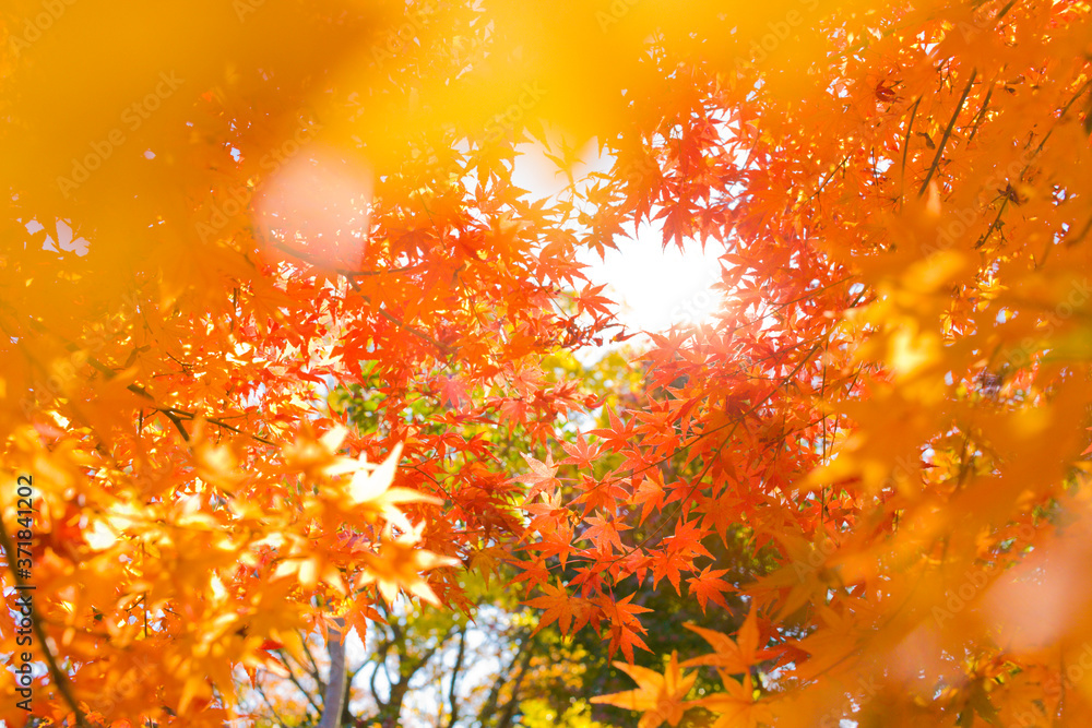 sunshine autumn leaves