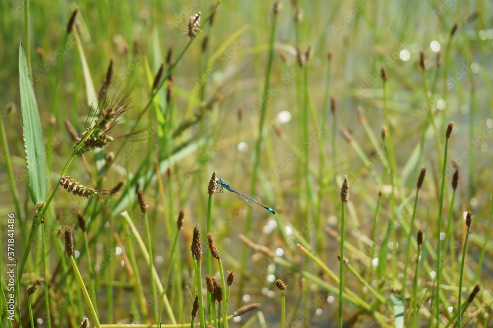 Reed with blue tailed damselfly (Ischnura Elegans) Reed with blue tailed damselfly (Ischnura Elegans)
