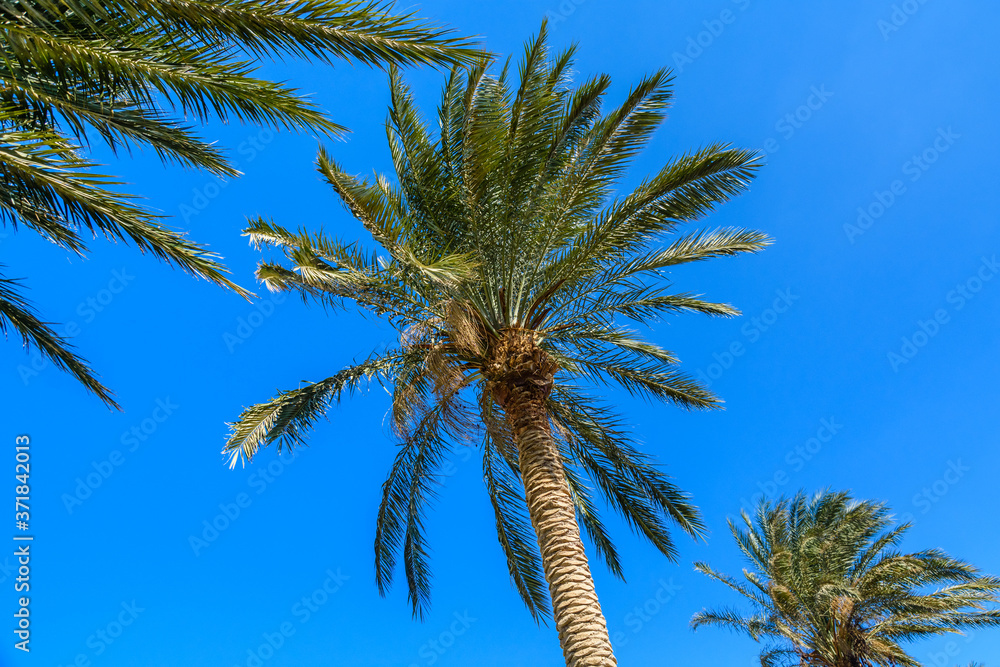 Green date palm tree against the blue sky Green date palm tree against the blue sky