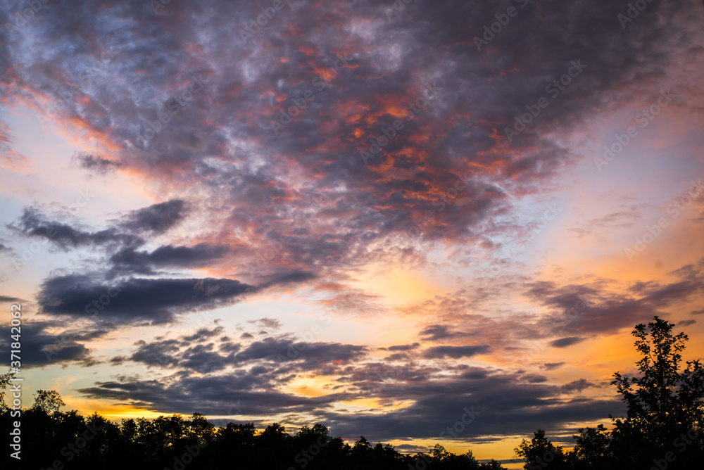 Fototapeta premium Beautiful colorful sunset sky with blue, violet, yellow and orange deep gradient, black trees silhouettes on the bottom