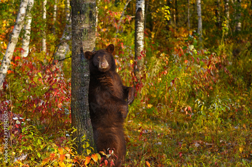 American Black Bear rubbing its back on a rough tree in an Autumn forest at sunrise