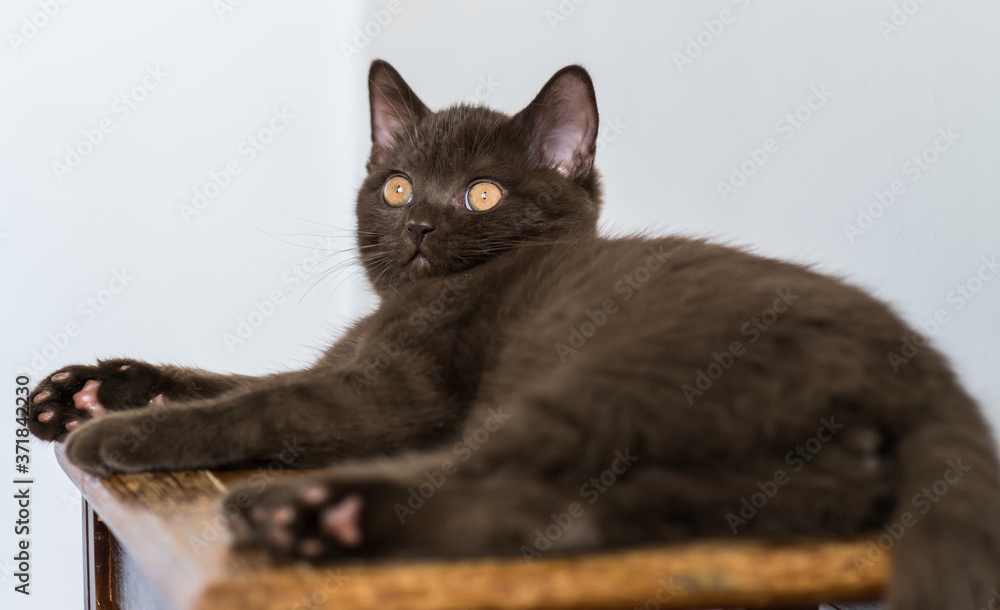 Cute chocolate british shorthair kitten  Selective soft focus