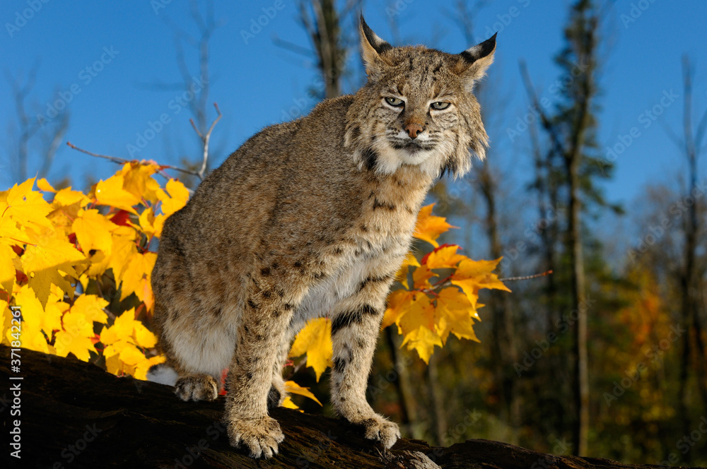 Obraz premium Slit eyed Bobcat on a fallen tree trunk with yellow maple leaves and blue sky