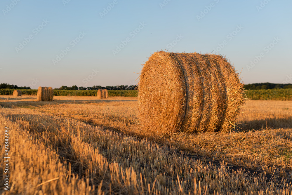 Round straw bales in harvested field in the evening. Field with straw rolls in late summer.