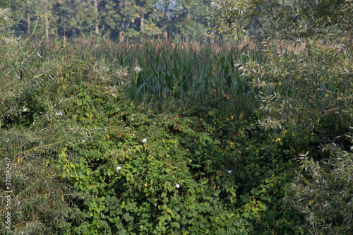 field of grass