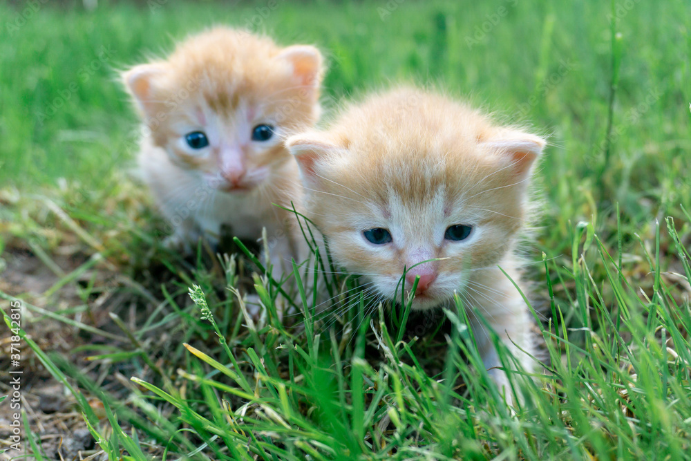 Cute red kittens are sitting on the grass. Little red kittens in the grass on a Sunny day.