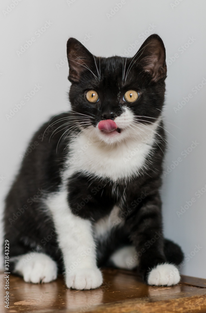 Obraz premium Bicolor british shorthair kitten, cute paws. black and white cat. Funny emotions. Selective focus.
